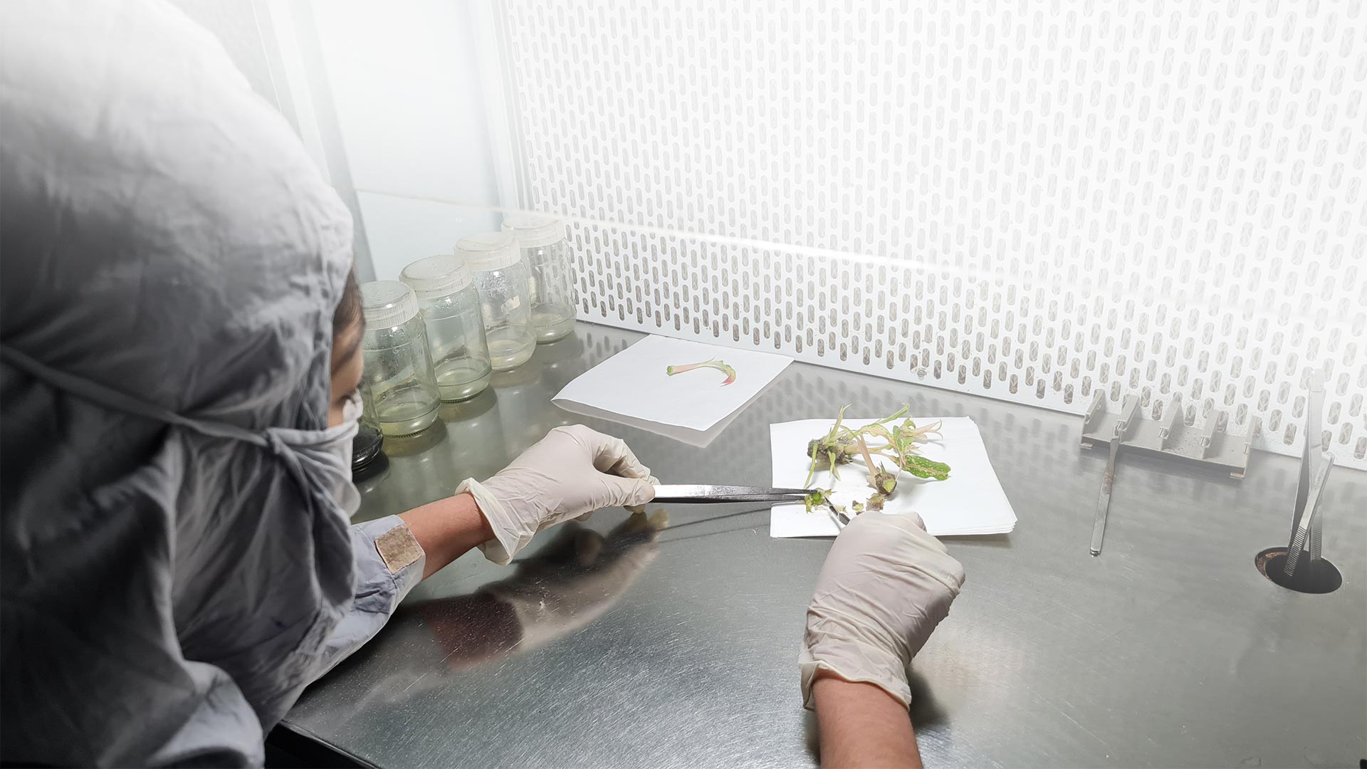 Sarjan Biotect – Most Advanced Plant Tissue Culture Company